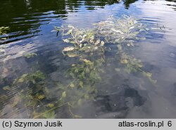 Potametum lucentis - zespół rdestnicy połyskującej