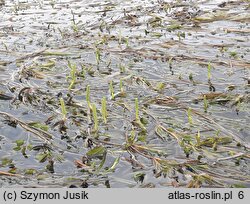 Potametum lucentis - zespół rdestnicy połyskującej