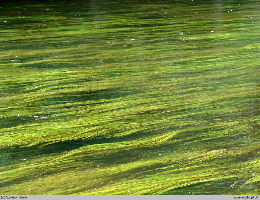 Potamogeton pectinatus var. interruptus (rdestnica grzebieniasta odmiana przerywana)