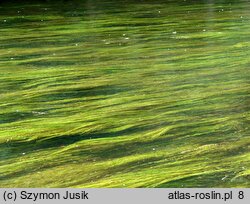 Potamogeton pectinatus var. interruptus (rdestnica grzebieniasta odmiana przerywana)