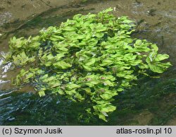 Beruletum submersae - zespół podwodnej formy potocznika i włosieniczników