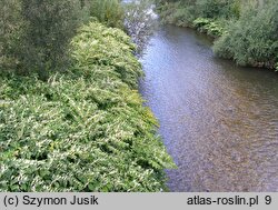 zbiorowisko z Reynoutria japonica - zarośla rdestu ostrokończystego