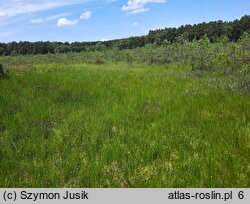 Sphagno tenelli-Rhynchosporetum albae - mszar przygiełkowy