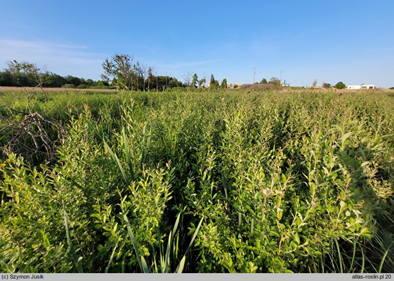 Salicetum pentandro-cinereae - łozowisko z wierzbą szarą