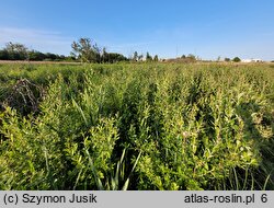 Salicetum pentandro-cinereae - łozowisko z wierzbą szarą