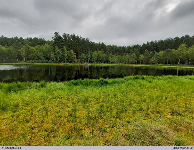 Scheuchzerietalia palustris - kwaśne niskoturz. torf. przejściowe dolinek lub fazy dolinkowej oraz emersyjne darnie