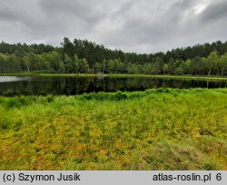 Scheuchzerietalia palustris - kwaśne niskoturz. torf. przejściowe dolinek lub fazy dolinkowej oraz emersyjne darnie