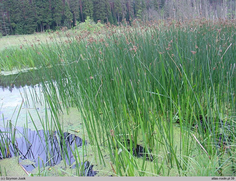 Scirpetum lacustris - szuwar oczeretowy