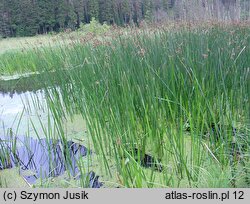 Scirpetum lacustris - szuwar oczeretowy