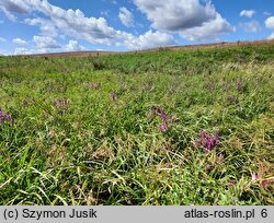 Scirpetum silvatici - zespół sitowia leśnego