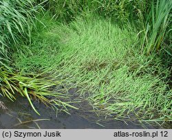 Glycerietum fluitantis - szuwar manny jadalnej