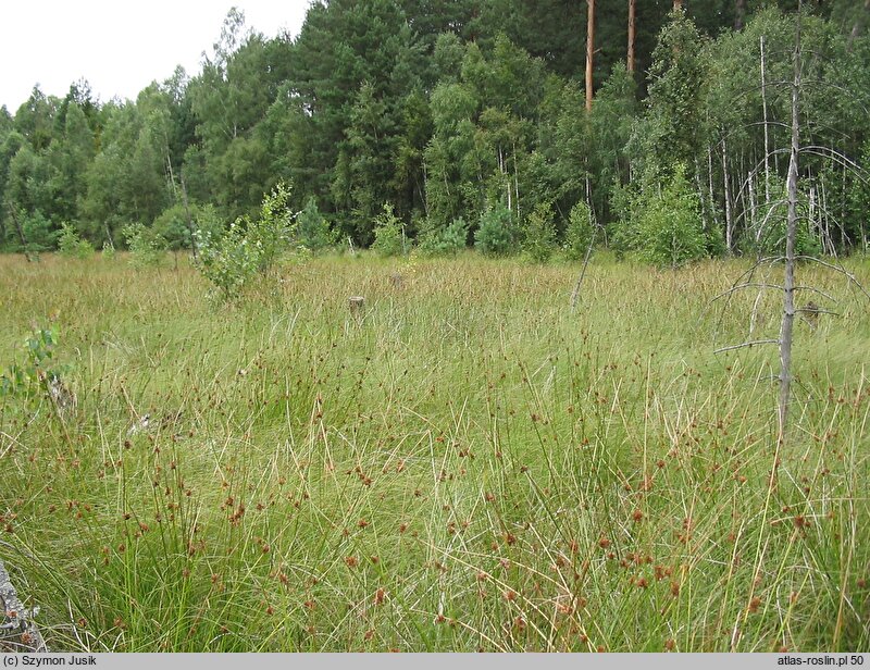 Sphagno-Juncetum effusi - zespół situ skupionego i rozpierzchłego