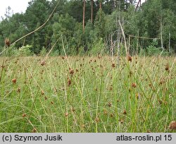 Sphagno-Juncetum effusi - zespół situ skupionego i rozpierzchłego