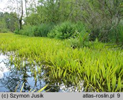 Stratiotetum aloidis - zespół osoki aloesowatej