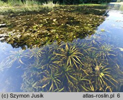 Stratiotetum aloidis - zespół osoki aloesowatej