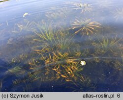 Stratiotetum aloidis - zespół osoki aloesowatej