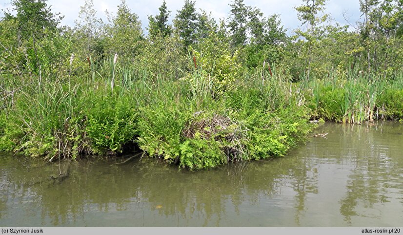 Thelypterido-Phragmitetum - zespół zachylnika błotnego z trzciną