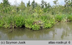 Thelypterido-Phragmitetum - zespół zachylnika błotnego z trzciną