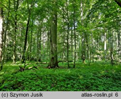 Tilio cordatae-Carpinetum betuli - grąd subkontynentalny