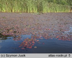 Trapetum natantis - zespół kotewki orzecha wodnego