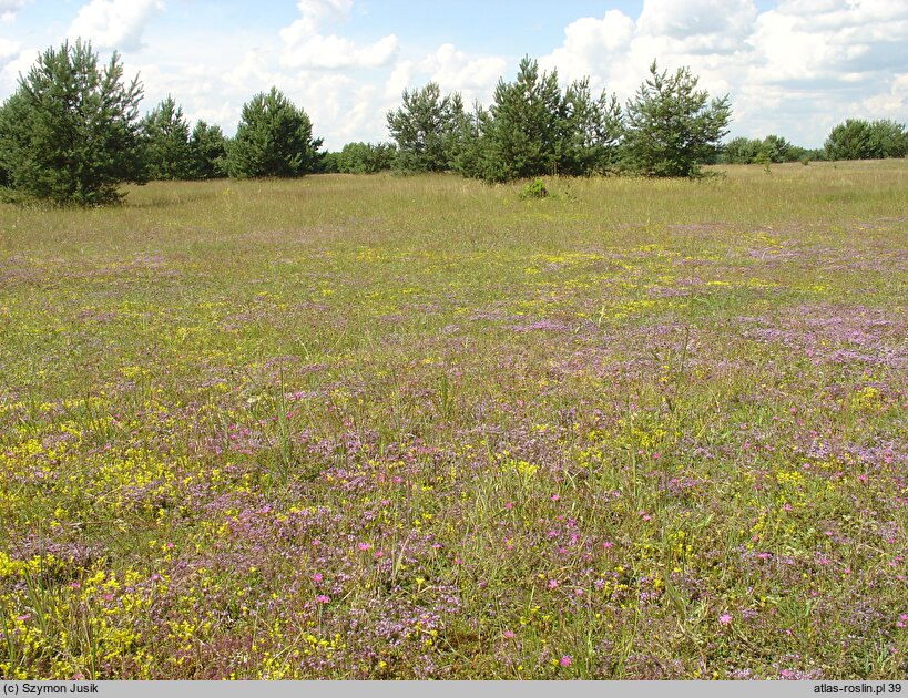 Vicio lathyroidis-Potentillion argenteae - napiaskowe murawy silniej zwarte i bogatsze florystystycznie