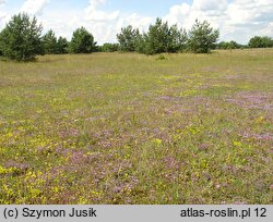 Vicio lathyroidis-Potentillion argenteae - napiaskowe murawy silniej zwarte i bogatsze florystystycznie