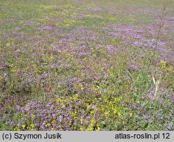 Vicio lathyroidis-Potentillion argenteae - napiaskowe murawy silniej zwarte i bogatsze florystystycznie