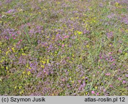 Vicio lathyroidis-Potentillion argenteae - napiaskowe murawy silniej zwarte i bogatsze florystystycznie