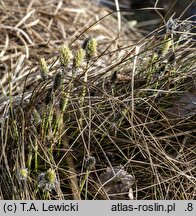 Eriophorum vaginatum (wełnianka pochwowata)