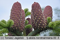 Abies nordmanniana (jodła kaukaska)