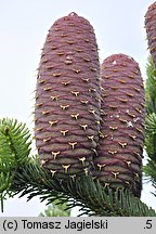 Abies nordmanniana (jodła kaukaska)