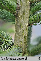 Abies nordmanniana (jodła kaukaska)