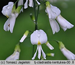 Cladrastis kentukea (strączyn żółty)