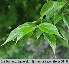 Maclura pomifera (żółtnica pomarańczowa)