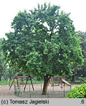 Maclura pomifera (żółtnica pomarańczowa)