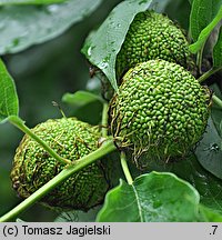 Maclura pomifera (żółtnica pomarańczowa)