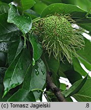 Maclura pomifera (żółtnica pomarańczowa)