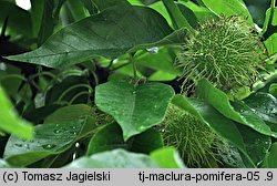 Maclura pomifera (żółtnica pomarańczowa)