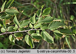 Ostrya carpinifolia (chmielograb europejski)