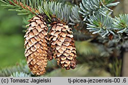 Picea jezoensis (świerk ajański)