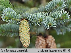 Picea jezoensis (świerk ajański)