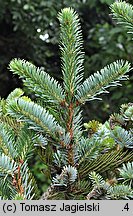 Picea jezoensis (świerk ajański)