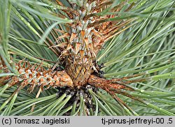 Pinus jeffreyi (sosna Jeffreya)