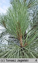 Pinus jeffreyi (sosna Jeffreya)