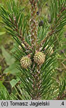 Pinus pungens (sosna kłująca)