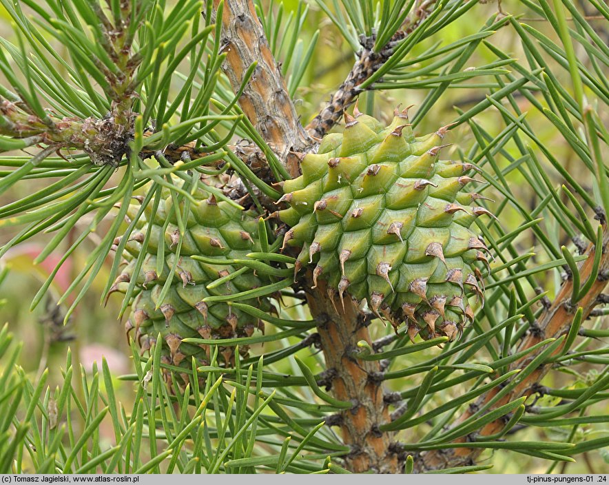 Pinus pungens (sosna kłująca)