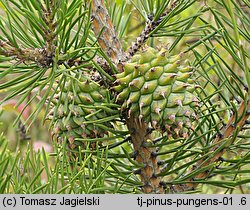 Pinus pungens (sosna kłująca)