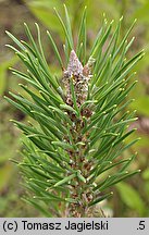 Pinus pungens (sosna kłująca)