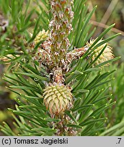 Pinus pungens (sosna kłująca)