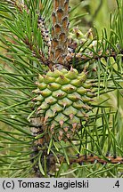 Pinus pungens (sosna kłująca)